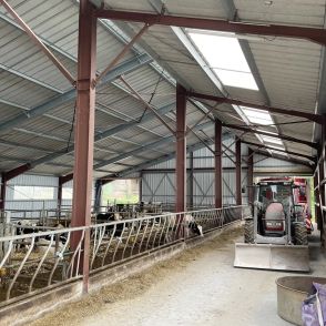 Vaches dans un bâtiment d'élevage avec panneaux solaires