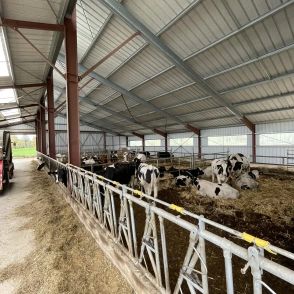 Photo intérieure de vaches dans une stabulation photovoltaïque Triangle Énergie