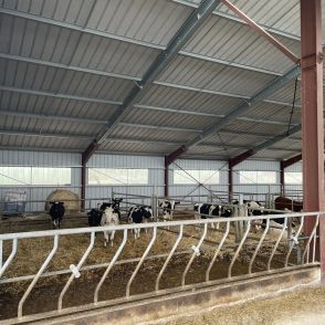 Un élevage bovin dans une stabulation avec panneaux solaires fabriquée par Triangle Énergie