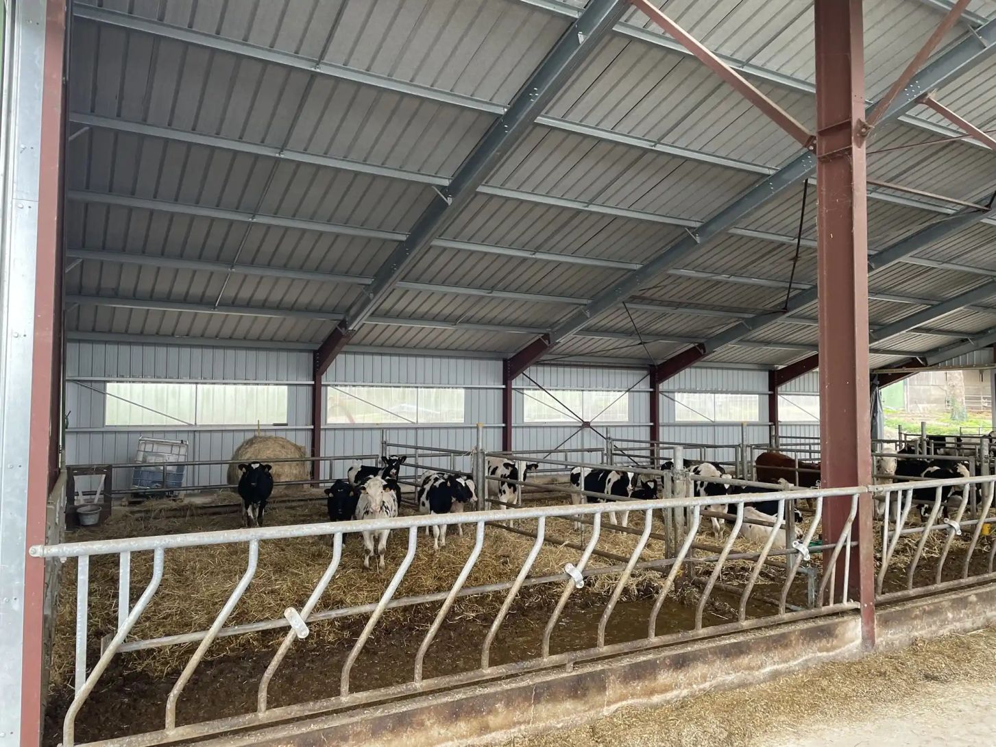 Un élevage bovin dans une stabulation avec panneaux solaires fabriquée par Triangle Énergie