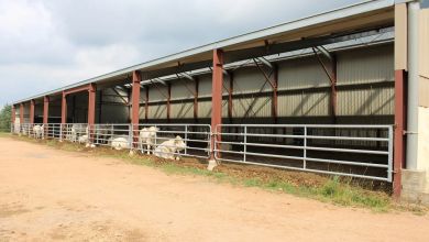 Bâtiment d'élevage Triangle Énergie avec panneaux solaires