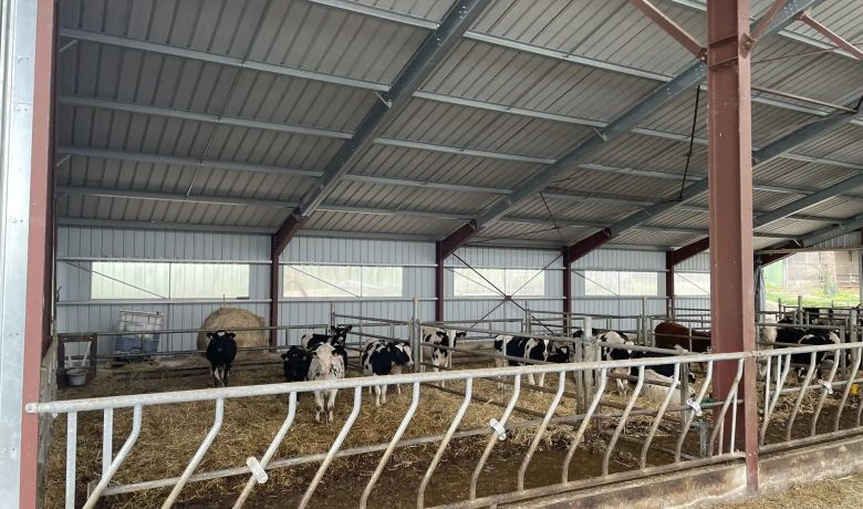 Un élevage bovin dans une stabulation avec panneaux solaires fabriquée par Triangle Énergie