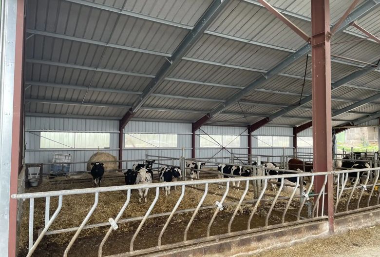 Un élevage bovin dans une stabulation avec panneaux solaires fabriquée par Triangle Énergie