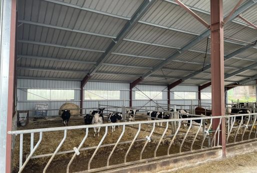 Un élevage bovin dans une stabulation avec panneaux solaires fabriquée par Triangle Énergie