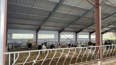 Un élevage bovin dans une stabulation avec panneaux solaires fabriquée par Triangle Énergie