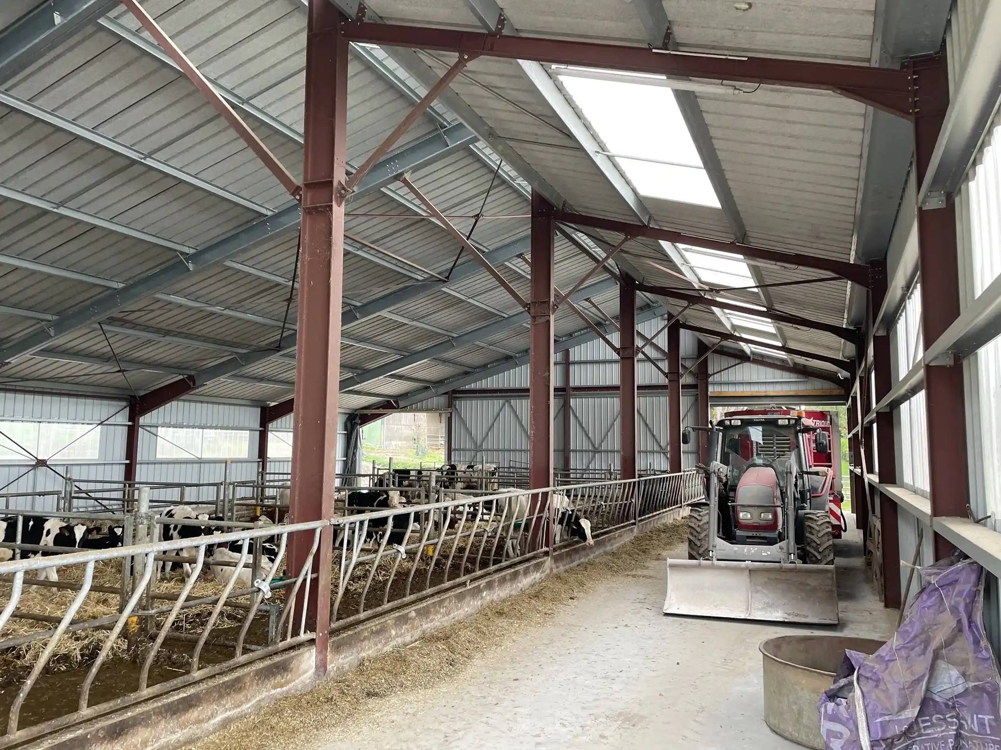 Vaches dans un bâtiment d'élevage avec panneaux solaires