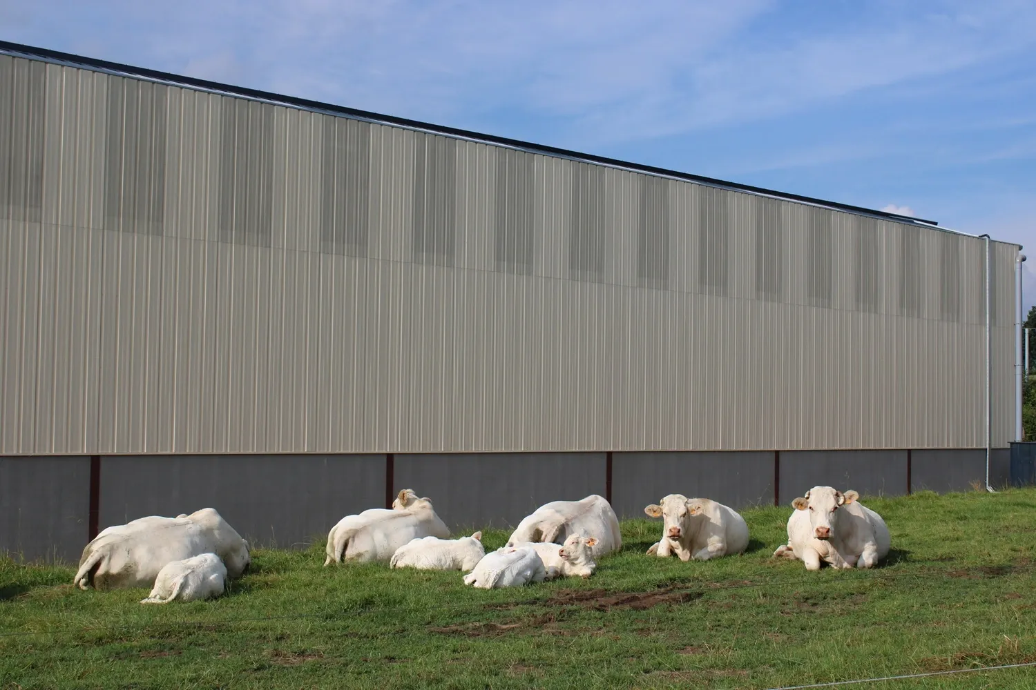 Mur à l'arrière d'une stabulation solaire