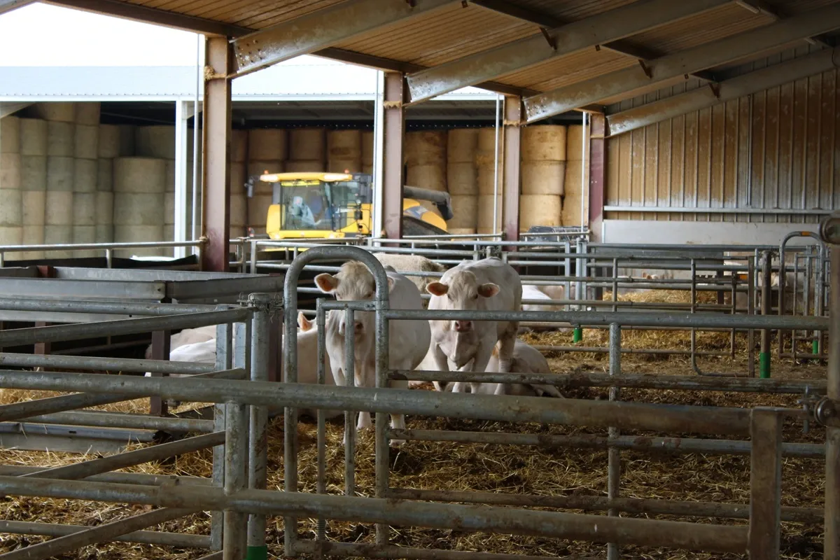 Vache dans l'aire paillée d'une stabulation libre